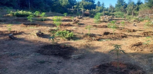 Εντοπίστηκε μεγάλη φυτεία κάνναβης στην Αργιθέα